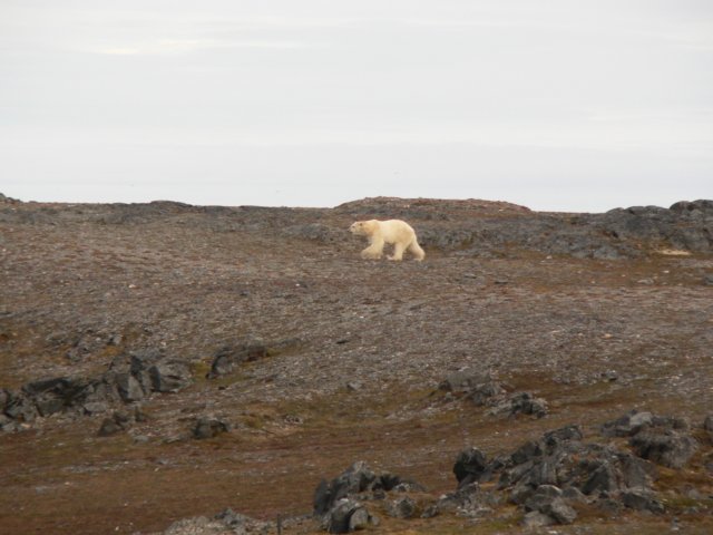 svalbard201111.jpg