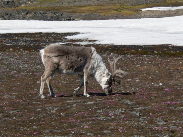 svalbard20112.jpg