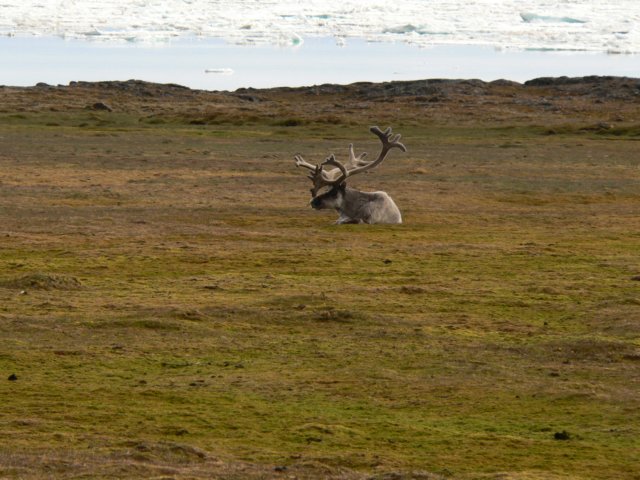 svalbard201123.jpg