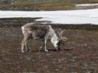 svalbard20112_small.jpg