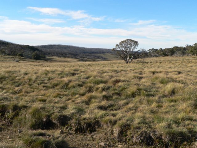 alpinenationalparkvictoriaaustralia3.jpg